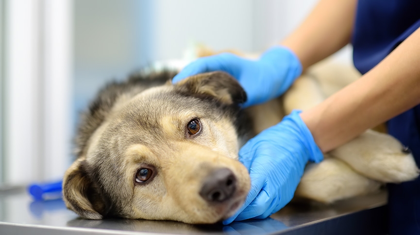 狗肝炎-狗狗肝指數過高怎麼辦-拆解成因-初期症狀(皮膚差/嘔吐)及預防方法